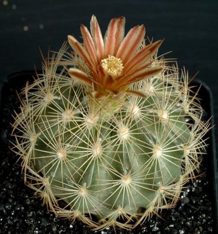 Echinomastus_durangensis